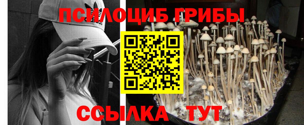 Галлюциногенные грибы Cubensis Курчалой